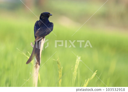 Black Drongo Black Drongo 103532918