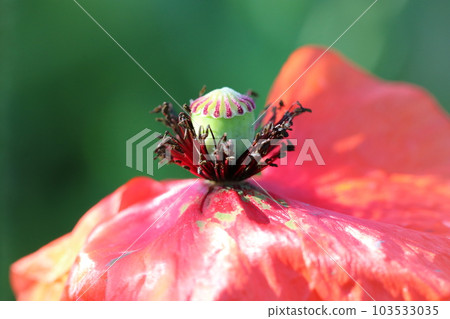 Red-pink poppy flower (using a macro lens, outdoor natural light, close-up photo) Red-pink poppy flower (using a macro lens, outdoor natural light, close-up photo) 103533035