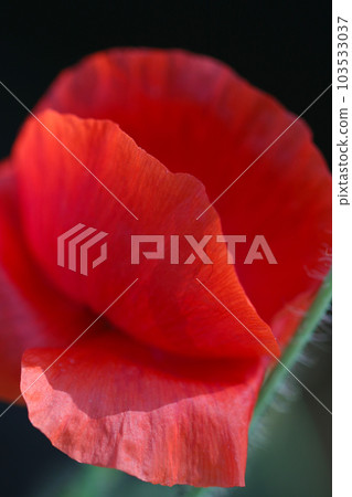 深紅色罌粟花傳單（使用微距鏡頭，室外自然光，近攝） 103533037