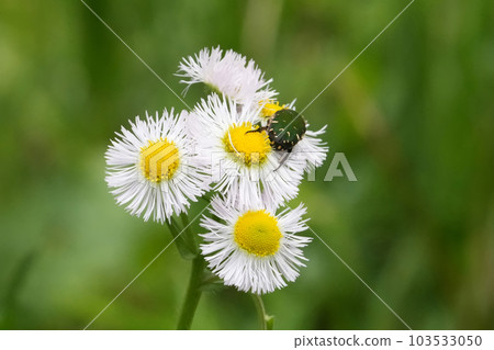 insect perched on flowers 103533050