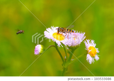 insect perched on flowers 103533086