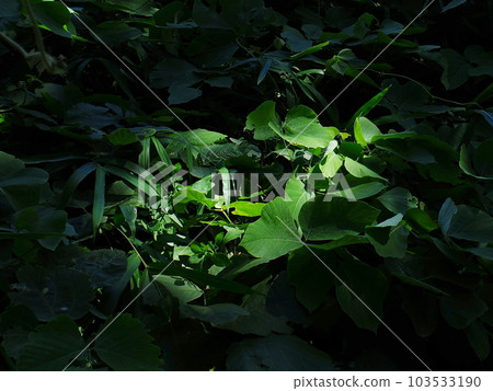 A world of tree shade where light shines A world of tree shade where light shines 103533190