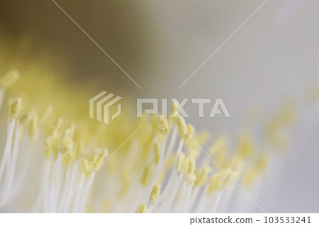 Gekkabijo 的白色花朵的微距特寫，雄蕊和雌蕊的紋理，以及修飾以創建夢幻般的圖像。 103533241