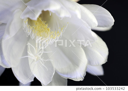 The bewitching beauty of the night sky that blooms only once on a summer night. Macro close-up photography of the state of full bloom that emits an enchanting fragrance. 103533242