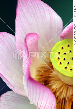 蜂窩狀熒光黃綠色花梗從粉色蓮花中探出頭來（使用微距鏡頭，室外自然光，近攝） 103533246