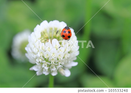 白三葉草和瓢蟲 103533248