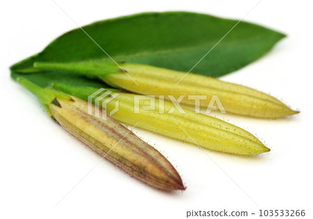 Ayurvedic medicinal Chirata pods with green leaf Ayurvedic medicinal Chirata pods with green leaf 103533266