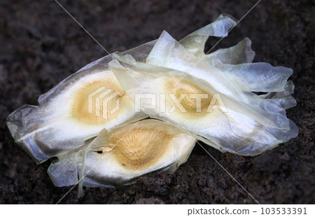 Seeds of moringa oleifera 103533391