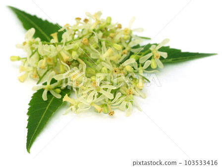 Medicinal neem leaves and flower Medicinal neem leaves and flower 103533416