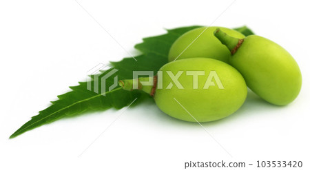 Medicinal neem fruits Medicinal neem fruits 103533420