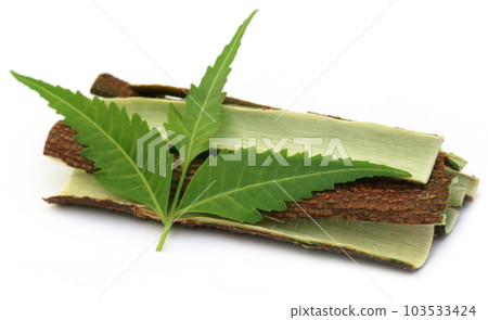 Tree bark of Medicinal Neem with leaves 103533424