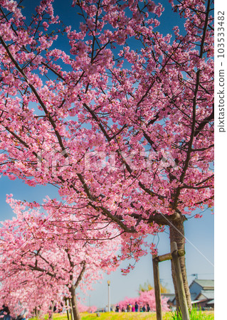 香川縣東香川市湊川的河津櫻花 103533482