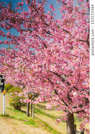 Kawazu Cherry Blossoms in Minatogawa, Higashikagawa City, Kagawa Prefecture Kawazu Cherry Blossoms in Minatogawa, Higashikagawa City, Kagawa Prefecture 103533484