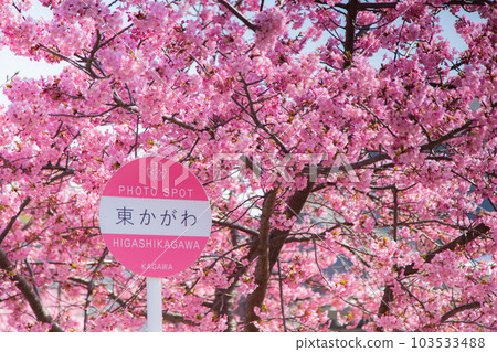 香川縣東香川市湊川的河津櫻花 香川縣東香川市湊川的河津櫻花 103533488