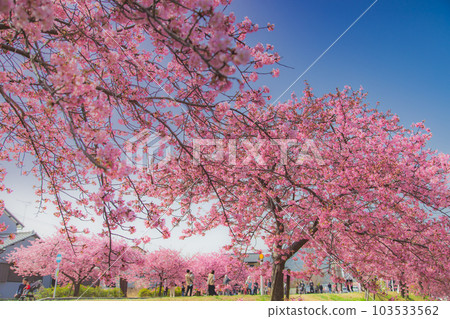 Kawazu Cherry Blossoms in Minatogawa, Higashikagawa City, Kagawa Prefecture 103533562