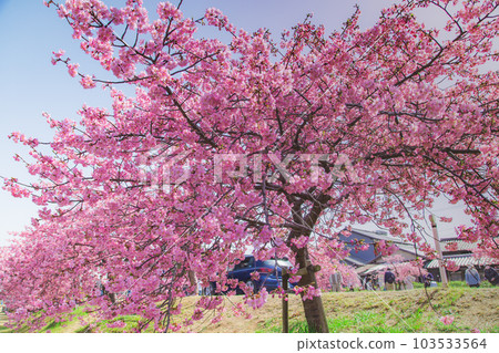 Kawazu Cherry Blossoms in Minatogawa, Higashikagawa City, Kagawa Prefecture Kawazu Cherry Blossoms in Minatogawa, Higashikagawa City, Kagawa Prefecture 103533564