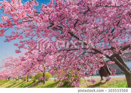 Kawazu Cherry Blossoms in Minatogawa, Higashikagawa City, Kagawa Prefecture Kawazu Cherry Blossoms in Minatogawa, Higashikagawa City, Kagawa Prefecture 103533568