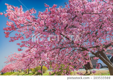 Kawazu Cherry Blossoms in Minatogawa, Higashikagawa City, Kagawa Prefecture Kawazu Cherry Blossoms in Minatogawa, Higashikagawa City, Kagawa Prefecture 103533569