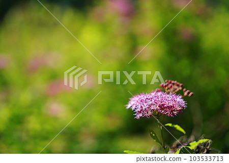 japanese meadowsweet 103533713