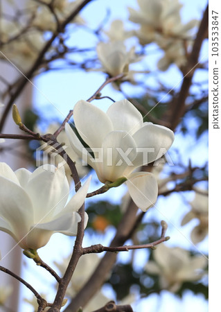 Hakkokuren flowers in full bloom 103533847