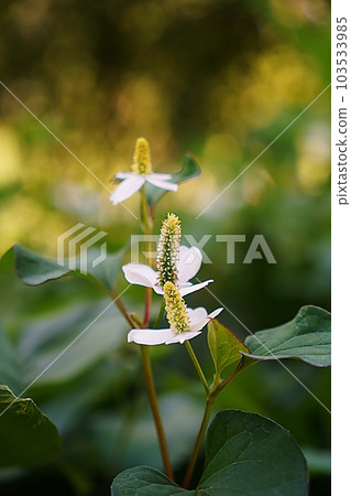eoseongcho flower 103533985