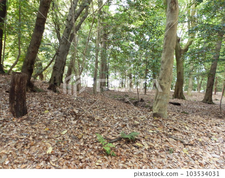 A quiet forest scene with sunlight filtering through the trees (a thicket of trees) 103534031