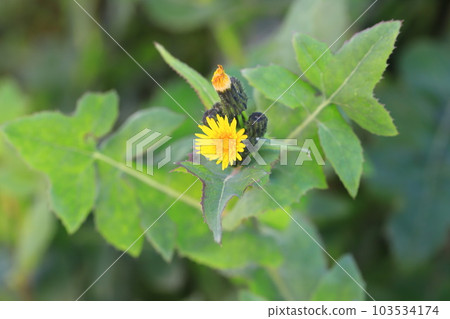 Wild mustard flower Wild mustard flower 103534174