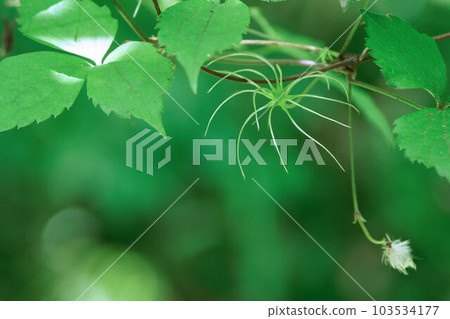 Clematis japonica fruit 103534177