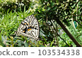 Connecting swallowtail butterflies 103534338