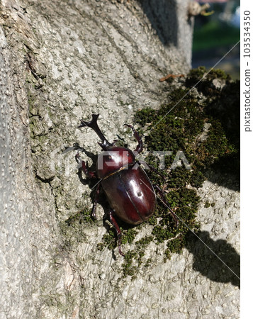 Beetle stag beetle summer vacation child Beetle stag beetle summer vacation child 103534350