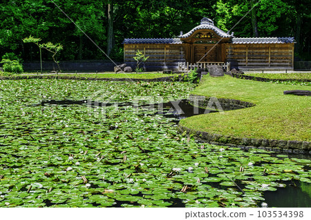 小石川後樂園、東京唐門池（內庭）、睡蓮國家特別史蹟 103534398