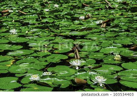 Koishikawa Korakuen, Tokyo Karamon Pond (Inner Garden) and Water Lilies National Special Historic Site 103534403