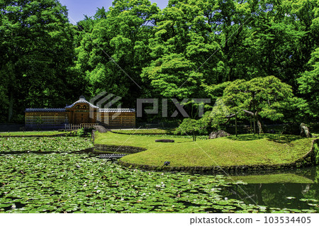 小石川後樂園、東京唐門池(內庭)、睡蓮國家特別史蹟 小石川後樂園、東京唐門池(內庭)、睡蓮國家特別史蹟 103534405