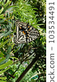 Swallowtail butterfly connecting life 103534491