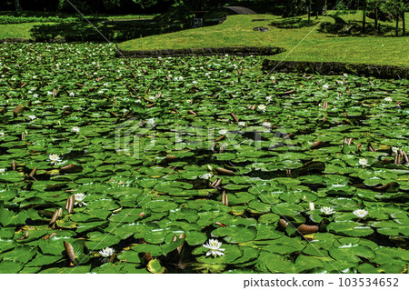 小石川後樂園、東京唐門池(內庭)、睡蓮國家特別史蹟 小石川後樂園、東京唐門池(內庭)、睡蓮國家特別史蹟 103534652