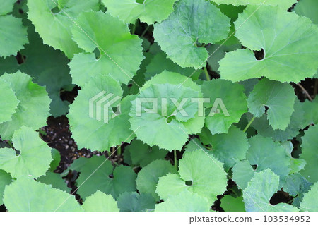 蜂斗菜新葉 103534952