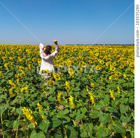 Woman in white dress goes in the Field of Blooming yellow sunflowers Woman in white dress goes in the Field of Blooming yellow sunflowers 103535260