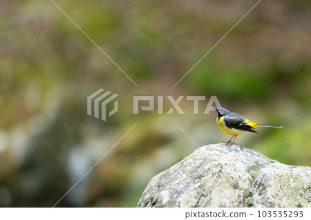 山間溪流鳥 山間溪流鳥 103535293