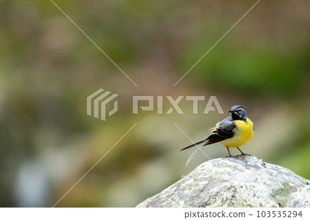 山間溪流鳥 山間溪流鳥 103535294