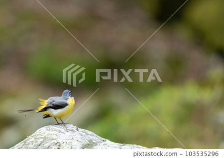 山間溪流鳥 山間溪流鳥 103535296