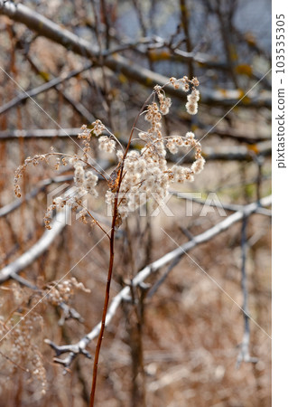 A dry inflorescence of wood small-reed , Calamagrostis epigejos, growing in the forest. A close up of bushgrass in the morning in early spring, selective focus, blurred background A dry inflorescence of wood small-reed , Calamagrostis epigejos, growing in the forest. A close up of bushgrass in the morning in early spring, selective focus, blurred background 103535305