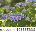 A cute hydrangea like a purple corolla 103535338