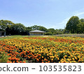 A flower garden full of yellow and orange marigolds 103535823