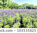 Lavender field with purple lavender blooming all over 103535825