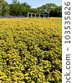 Flower field full of yellow Melampodium flowers 103535826