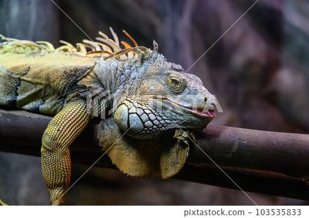 closeup Iguana lying on a branch. Iguana is lizard reptile in the genus Iguana in the iguana family. closeup Iguana lying on a branch. Iguana is lizard reptile in the genus Iguana in the iguana family. 103535833