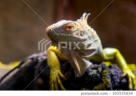 closeup yellow Iguana lying on a branch. Iguana is lizard reptile in the genus Iguana in the iguana family. 103535834