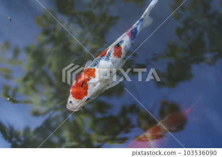 南禪寺天珠庵書院南園：鯉魚在池塘中優雅地游動（京都市左京區南禪寺福地町） 103536090