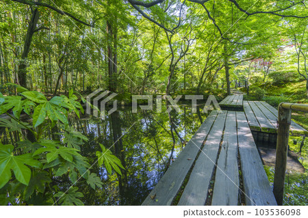 Nanzenji Temple Tenjuan Shoin South Garden 橋樑和綠色楓葉的倒影（京都市左京區南禪寺福地町） 103536098
