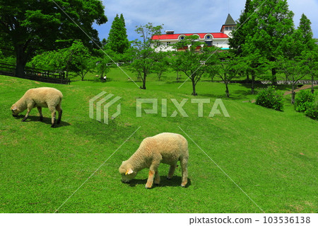 [Hyogo Prefecture] Lambs from Kobe Municipal Rokkosan Ranch in the fresh greenery 103536138